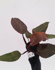 Philodendron 'Orange Princess' - FLASH SALE