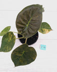 Alocasia ‘wentii’ Variegated - Sale