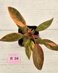 Philodendron 'Orange Princess' 70mm