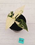 Alocasia ‘Simpo Albo’ Variegata - SALE