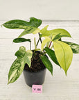 Philodendron pedatum 'Florida Beauty'