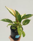 Philodendron Green Congo Variegata (Nuclear)