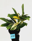 Monstera standleyana 'Cobra' - SALE