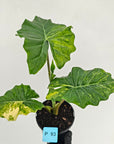 Alocasia Portora Variegata - SALE
