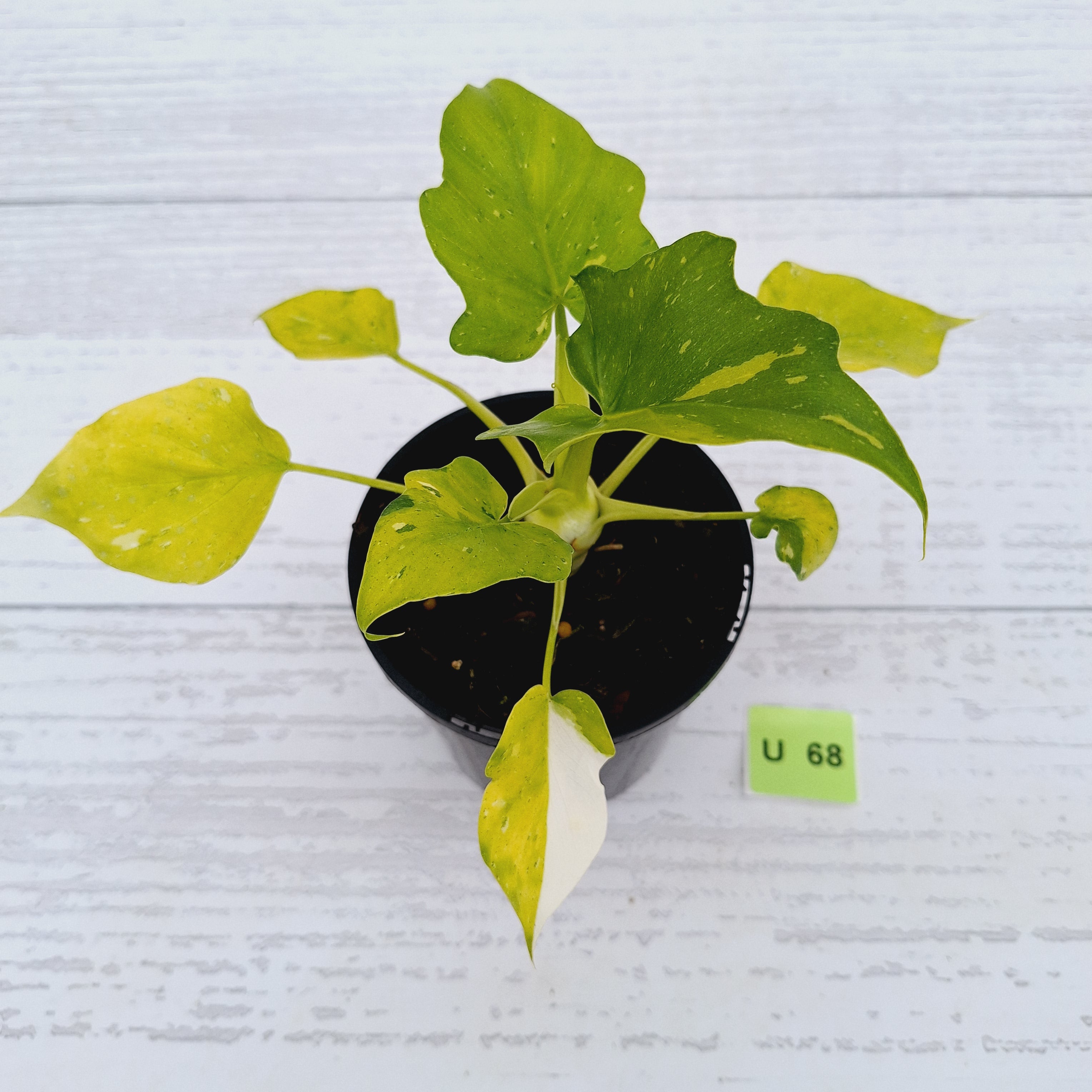 Philodendron warscewiczii Gold Variegata