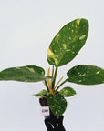 Philodendron Green Congo Variegata (Nuclear)