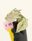 Alocasia Polly Variegata