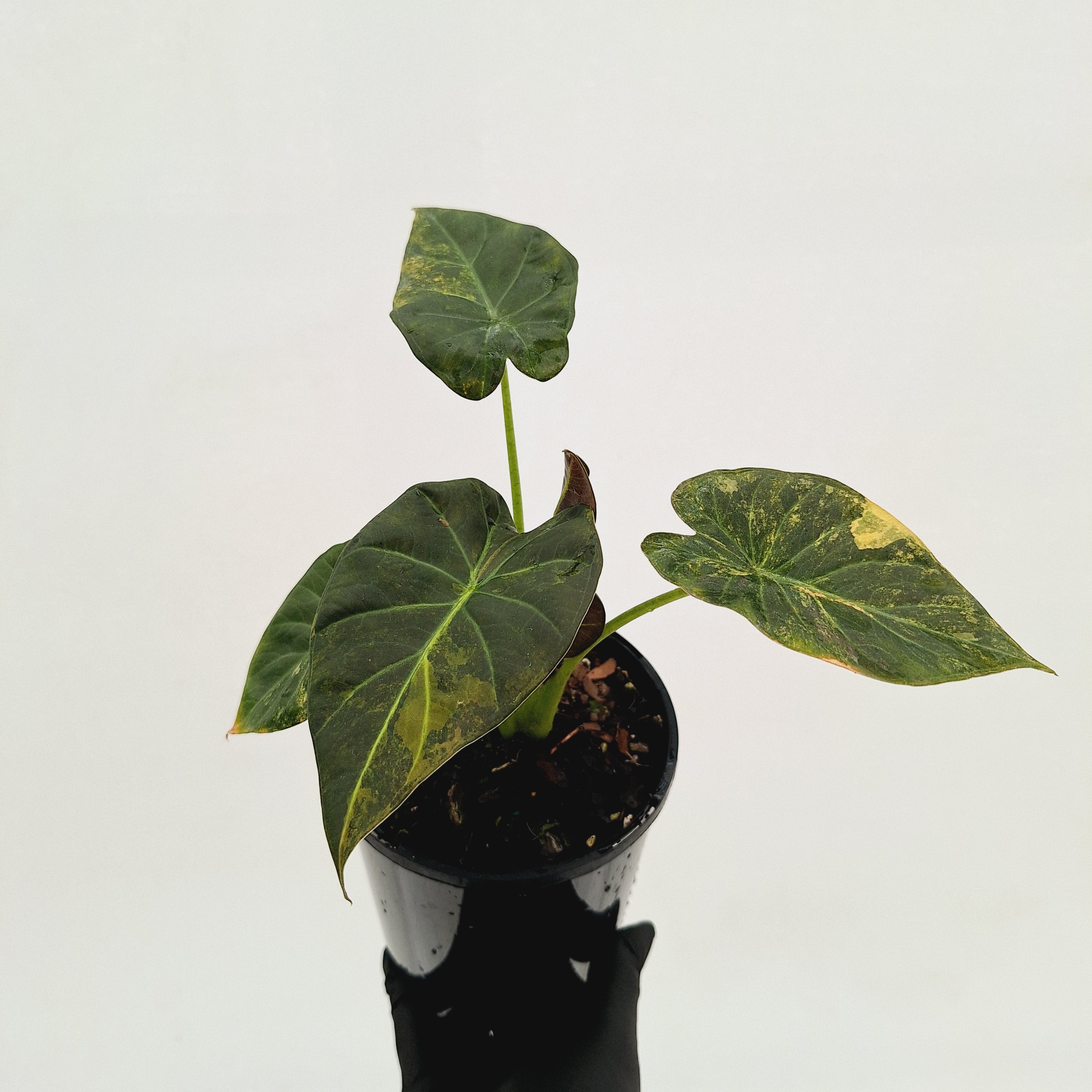 Alocasia 'Regal Shields'  variegata