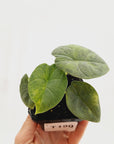 Alocasia melo 'Rhino Skin' Variegata
