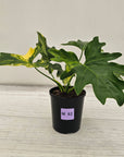 Philodendron bipinnatifidum variegata - SALE