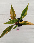 Philodendron serratum 'Caramel Marble'
