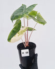 Alocasia 'Morocco' Variegated - SALE