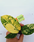 Phyllotaenium lindenii Magnificum Variegata -  Bare Bottom Baby
