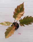 Philodendron serratum Caramel Marble