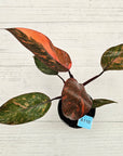 Philodendron 'Orange Princess'