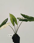 Alocasia 'Simpo' Variegata- Bare Bottom Baby