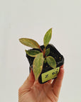 Philodendron 'Orange Princess'