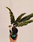 Alocasia lauterbachiana Variegata
