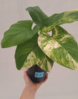 Homalomena rubescens Variegata