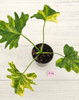 Philodendron bipinnatifidum variegata - SALE