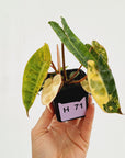 Philodendron billietiae Variegata