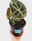 Alocasia Watsoniana white lightening variegata