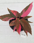 Homalomena Humilis Jungle Satin Variegata