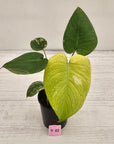 Monstera Deliciosa 'Mint'