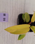 Philodendron pinnatifidum 'Jungle Fever Egg Yolk"