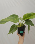 Philodendron giganteum Blizzard - SALE