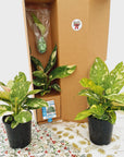 125mm Philodendron Congo Nuclear Gift Box - Christmas-Pre Order