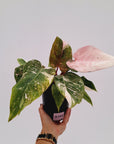Philodendron 'Pink Princess Galaxy Marble' Sport
