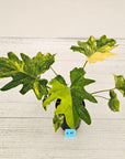 Philodendron bipinnatifidum variegata - SALE