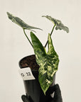 Alocasia ‘Simpo Albo’ Variegata - SALE