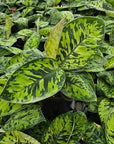 Adelonema wallisii ‘Camouflage’