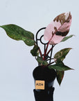 Philodendron 'Pink Princess Galaxy Marble' Sport - Perfectly Imperfect