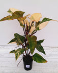 Philodendron erubescens Strawberry Shake