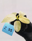 Homalomena sulcata ‘Cream Frost’ - SALE