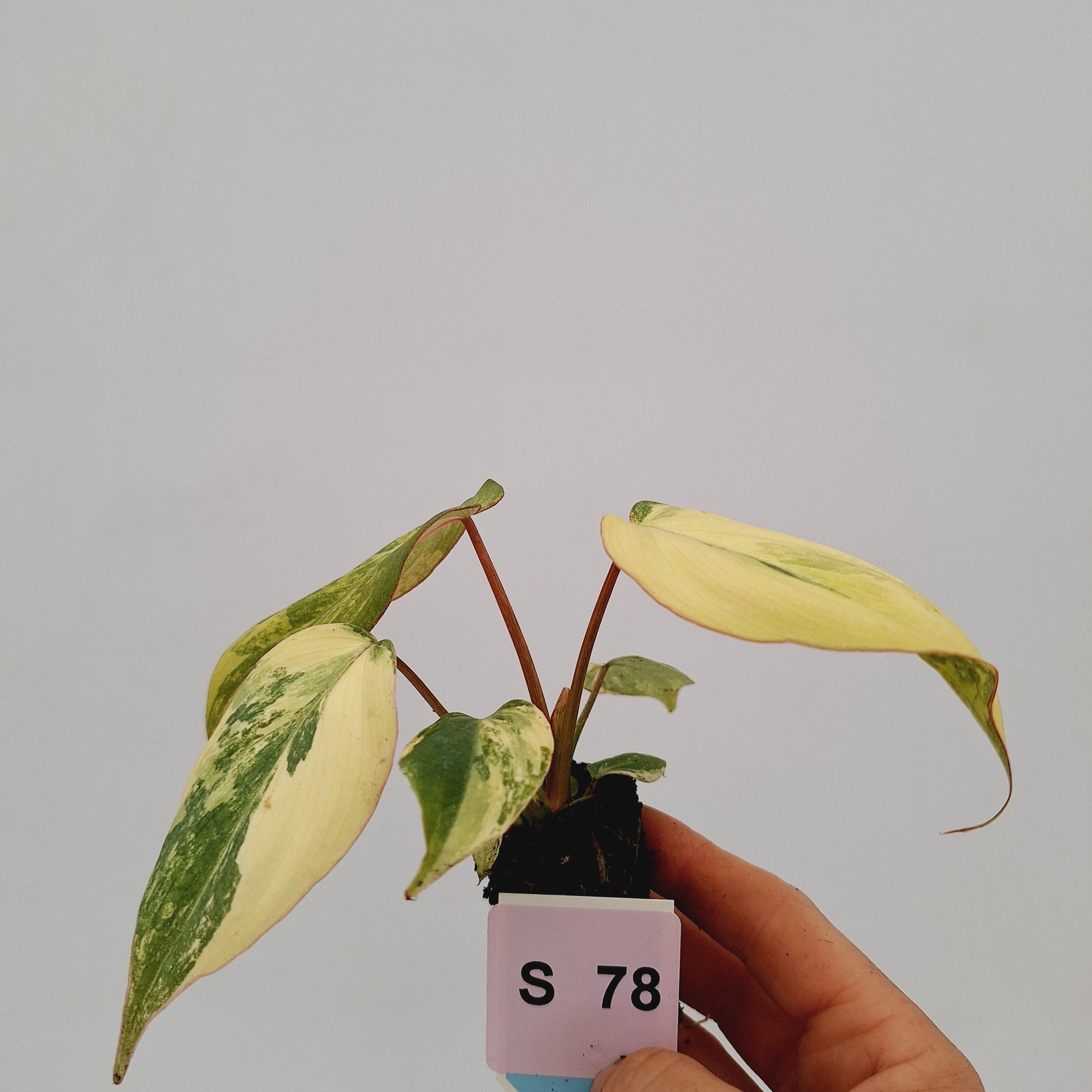 Philodendron gloriosum  variegata - Bare Bottom Baby
