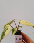 Philodendron gloriosum  variegata - Bare Bottom Baby