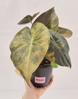 Alocasia ‘wentii’ Variegated - Sale