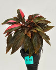 Homalomena Humilis Jungle Satin Variegata - SALE