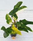 Philodendron domesticum variegata