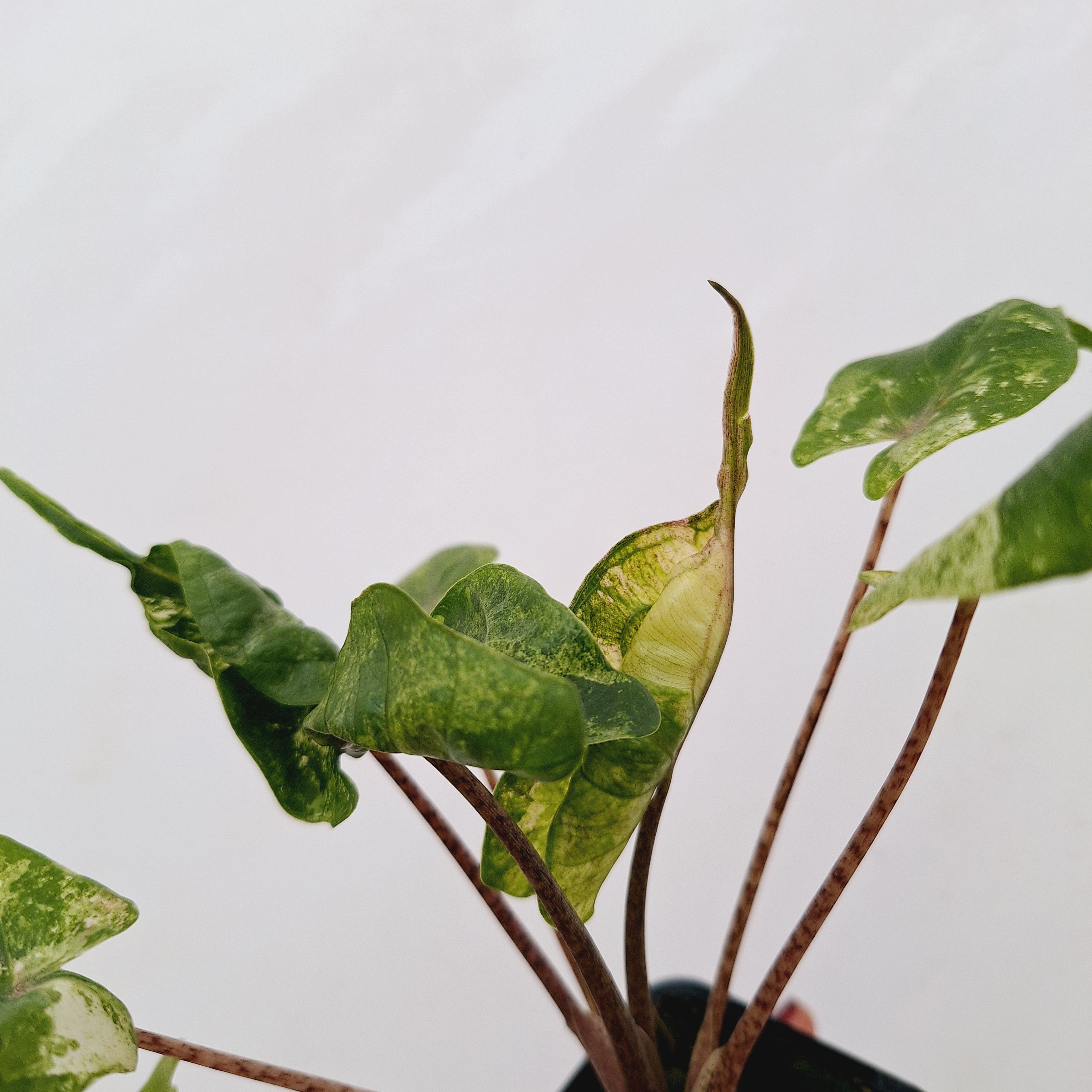 Alocasia macrorrhizos 'Stingray Aurea' Variegata
