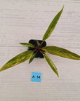 Philodendron serratum 'Caramel Marble'