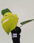 Monstera Deliciosa 'Mint' - SALE