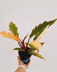 Philodendron serratum Caramel Marble