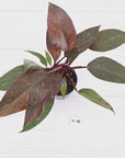 Philodendron 'Orange Princess' - FLASH SALE