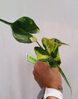 Alocasia macrorrhizos Sting Ray Aurea Variegata - Bare Bottom Baby