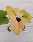 Homalomena rubescens Variegata -